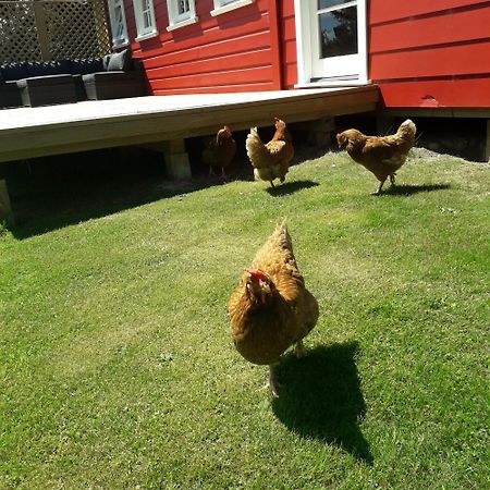 Little Red School House Bed & Breakfast Oamaru Exterior foto